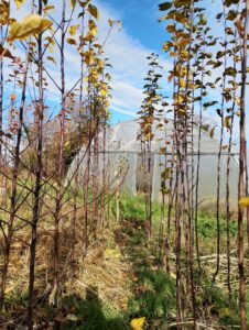 frutales injertados primer año