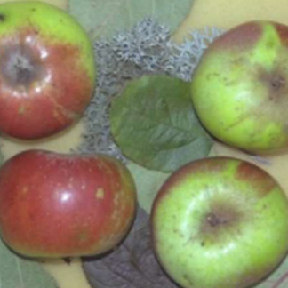 fruto manzano antiguo doble rosa