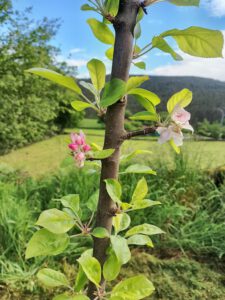 manzano morro de liebre en flor