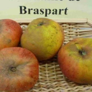 manzano 'Germaine de brasparts'