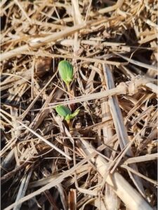 plántula manzano silvestre