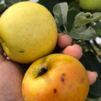 malus sieversii bourles