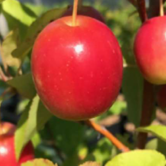 malus sieversii lavergne