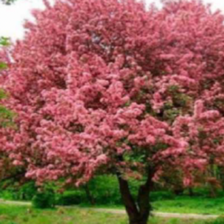 malus Niedzwetzkyana