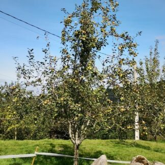 manzano antiguo variedad morro de liebre