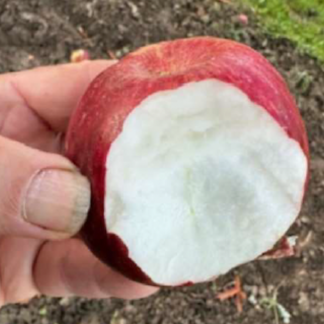 manzana de hierro o po,me de fer