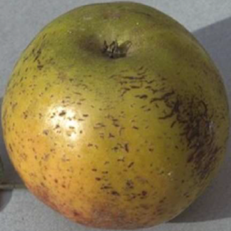 reina de reinetas clochard