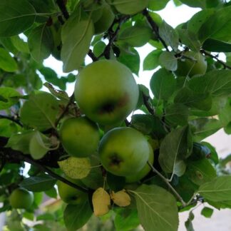 Manzana Reina de Reinetas de Villafans